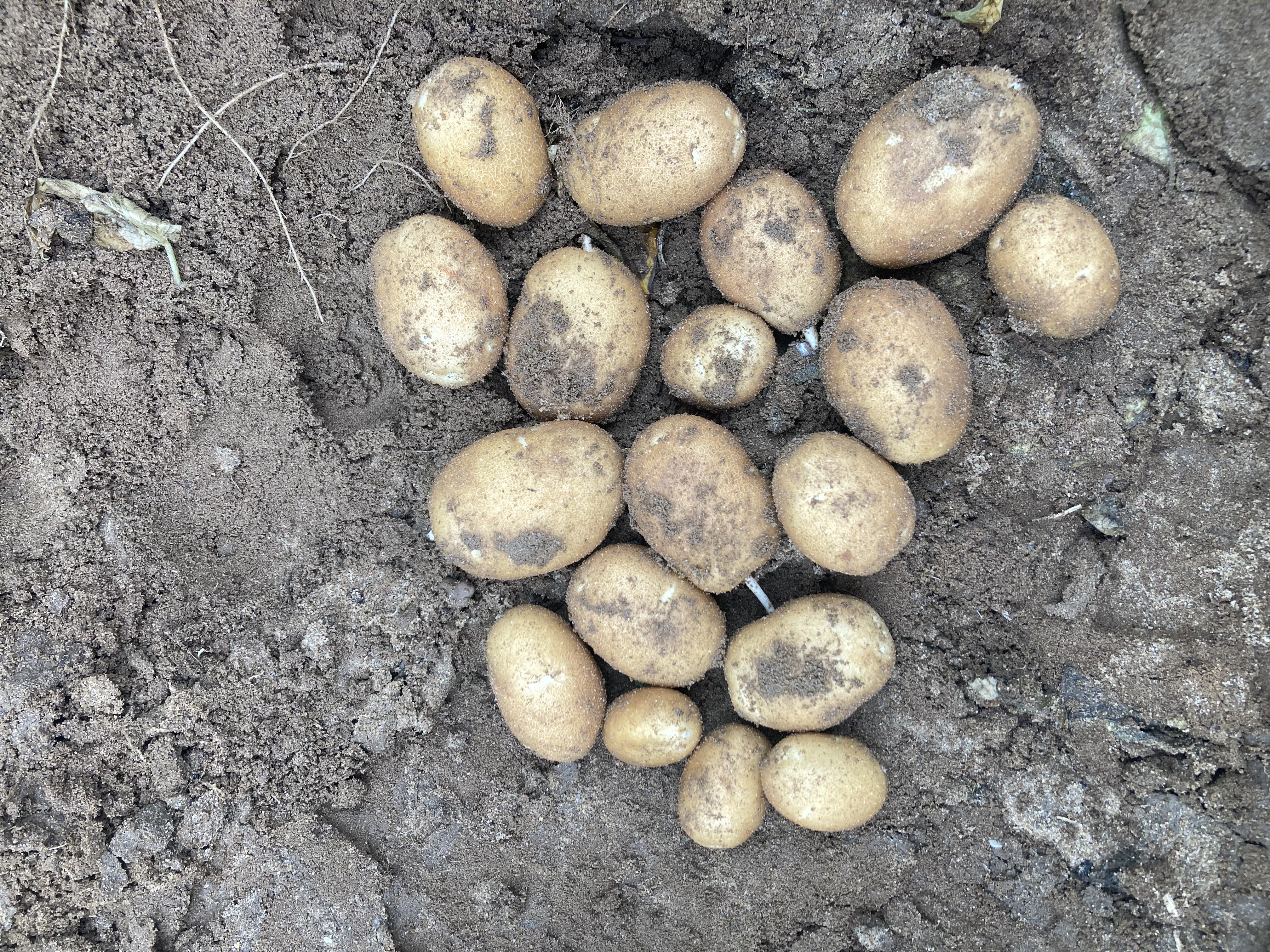 25 Tubers as of 6-20.jpg